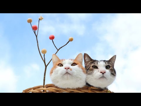 小正月　猫たちと水木団子作り　260115 サムネイル
