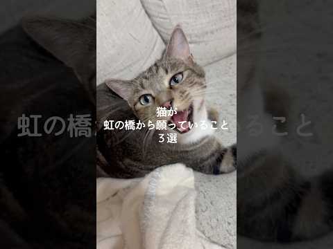 猫が虹の橋から願っていること3選 #猫 #ねこ #猫動画 #猫好きさんと繋がりたい #保護猫 #雑学 #豆知識 #トリ… サムネイル