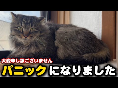 保護した妊婦猫がパニックになりました サムネイル