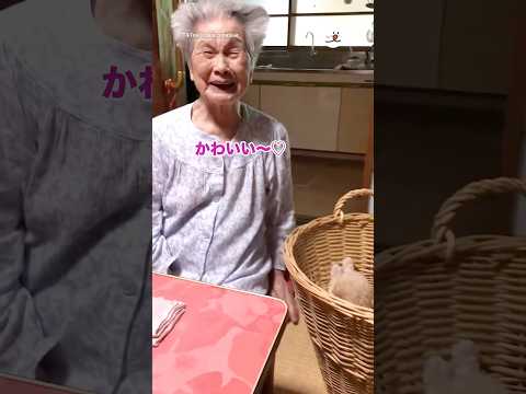 愛犬を亡くした103歳のおばあちゃんのもとに子犬がやってきて｜PECO サムネイル