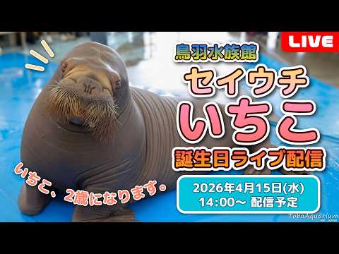 《鳥羽水族館》セイウチ「いちこ」㊗2歳！誕生日ライブ配信 サムネイル