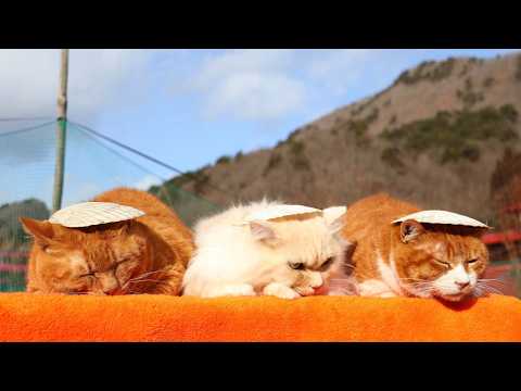 ほたての貝殻　のせ猫　260301 サムネイル