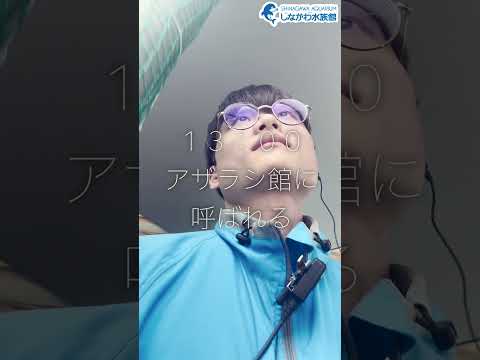 水族館飼育員のゆるゆるVlog⑧＠しながわ水族館【魚類】