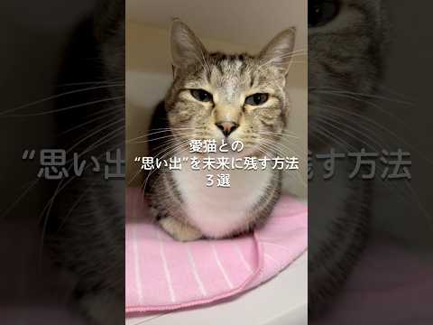 愛猫との思い出を未来に残す方法3選 猫 ねこ 猫動画 ねこ動画 猫のいる暮らし ねこのいる生活 猫好き 保護猫 VOI… サムネイル