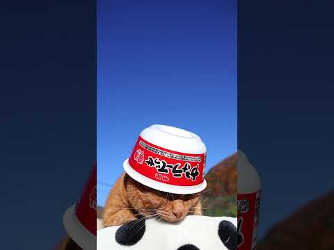 明星 かけラーでっせ 醤油ラーメン　260102　のせ猫　カップヌードル　 cat ねこ ネコ　 猫のいる暮らし　 c… サムネイル