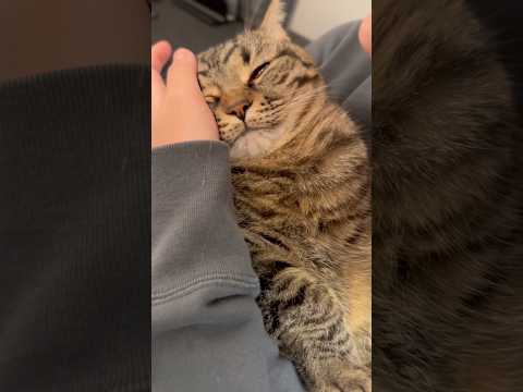 もふもふ猫が可愛すぎて、遠隔猫吸いするママwww cat 猫 サムネイル