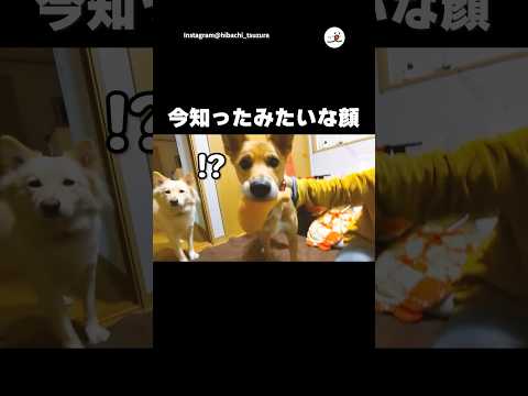 こいつは猫やねん｜PECO