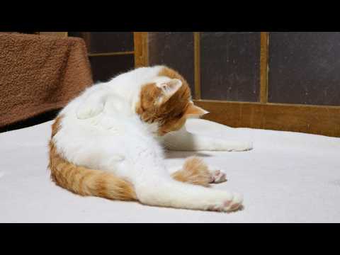 ちろ毛づくろい　260607 サムネイル