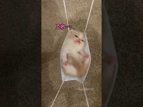 ムホホ。可愛すぎるんだが。。。🐈️