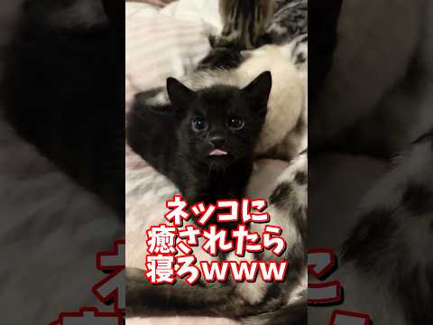 ネッコの動画で癒されたら寝ろｗｗｗ　2ch  動物  猫 癒やし ねこ動画 サムネイル