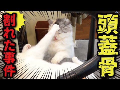 頭蓋骨割れてもぉたぁぁぁぁぁああああああああああ！！！ サムネイル