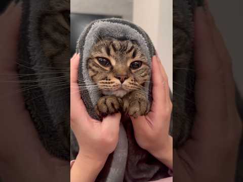 空飛ぶもふもふ猫が可愛すぎる...!! cat 猫 サムネイル