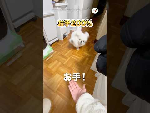 お手200％｜PECO サムネイル