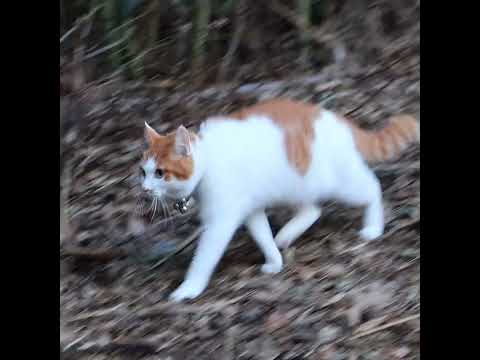 ちろ散歩　260218　ねこ　 cat　 cute　 猫のいる暮らし　 kitten　 ネコ　 cutecat　 猫の… サムネイル