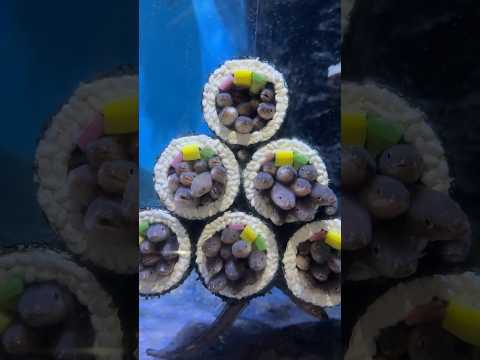 恵方巻きたべた？節分の日 水族館 サムネイル