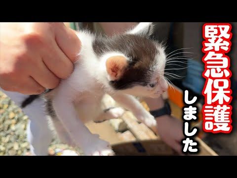 認知症の婆ちゃんが育てた子猫を緊急保護しました