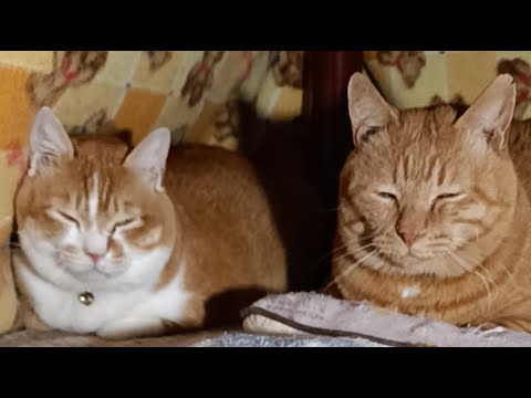 ぼーちゃんがライブ配信中！　2026年2月25日 サムネイル