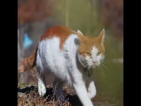 最新トレンド！元気に走るちろの愛らしい姿【癒しの猫ライフ】