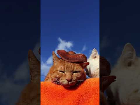 しいたけ　のせ猫　260131　のせ猫　 cat cute ねこ　 猫のいる暮らし　 cutecat ネコ ネコ ki… サムネイル