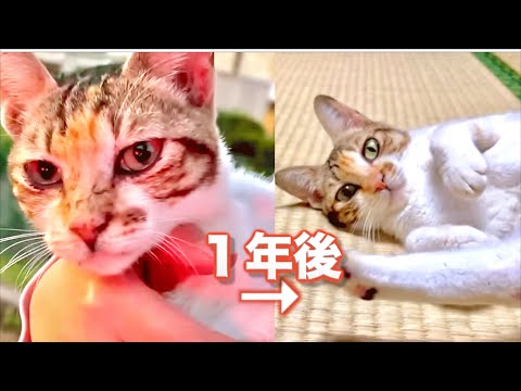 山に捨てられたガリガリ猫の１年後はこうなりました