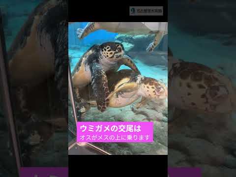 ウミガメ恋の季節到来　shots サムネイル
