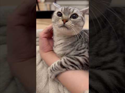 一日中パパの腕に巻きついてる猫がこちらです...!! cat 猫 サムネイル