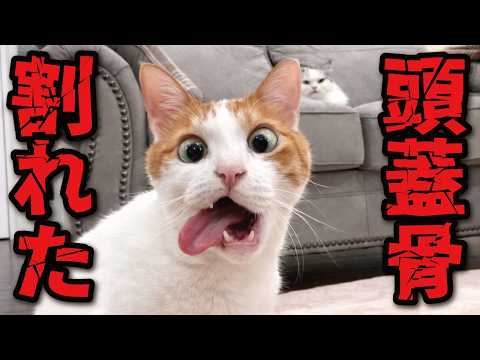 頭蓋骨割れたと因縁をつけてくる先輩猫 サムネイル