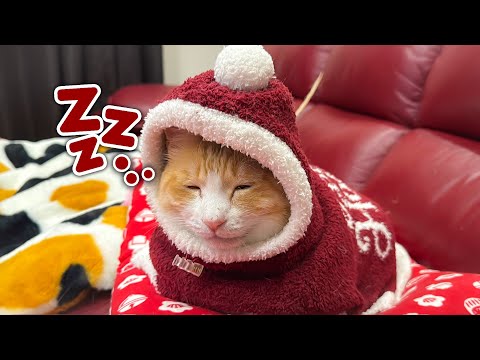 初めてジェラピケの服を着せられたロビンが暖かすぎてそのまま寝落ちしてしまいました…www