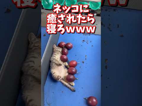 ネッコの動画で癒されたら寝ろｗｗｗ　2ch  動物  猫 癒やし ねこ動画 サムネイル