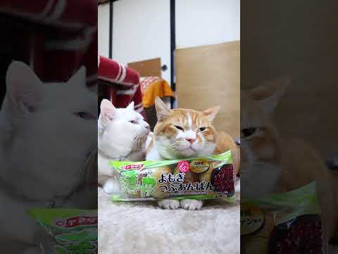 薄皮　よもぎつぶあんぱん　260303　のせ猫　 cute　 cat　 ねこ　 ネコ　 猫のいる暮らし　 猫　　 cu… サムネイル