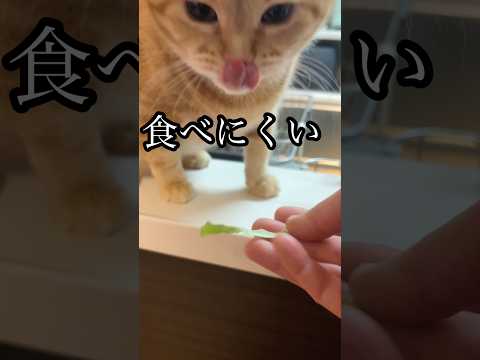 食べにくい 猫 レタス アメショ うめ サムネイル