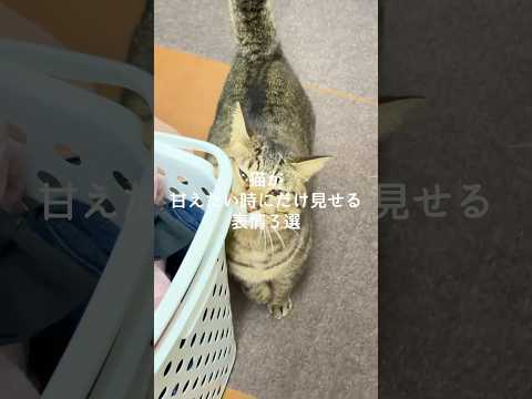 猫が甘えたい時にだけ見せる表情3選 猫 ねこ 保護猫 猫のいる暮らし ねこ動画 猫動画 雑学 豆知識 VOICEVOX…