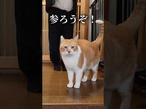 起こし方が猫ハラなんよ 元野良猫チャチャ 猫武将 ねこ ネコ cat サムネイル