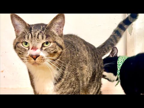 猫が怪我してしまいました。。 サムネイル