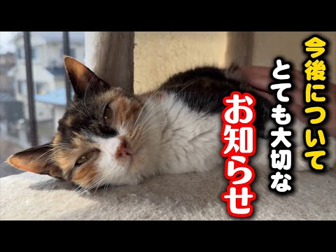 今後の保護猫活動について大切なお話があります サムネイル