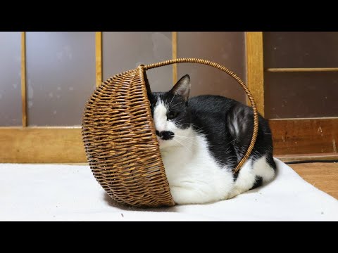 話題沸騰！かご入りちょびの癒やし画像集