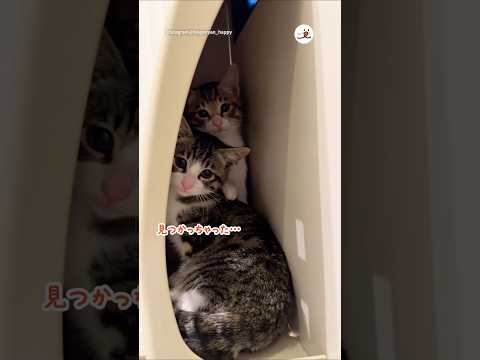 まだ人が怖くてこんなとこに隠れた保護子猫たち｜PECO