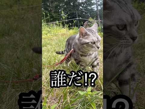 誰だ⁉︎ ねこ 散歩 猫草 ブュッフェ cat たろう サムネイル