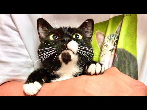 猫ソランの首に謎の巨大なできものが。。 サムネイル