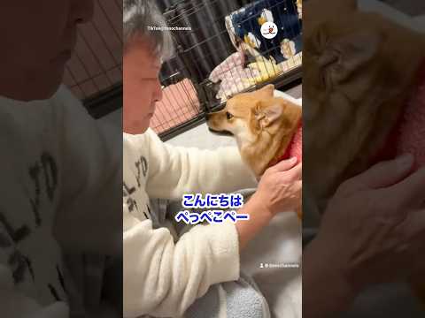 イタズラをして怒られ中だったが…🤭｜PECO サムネイル