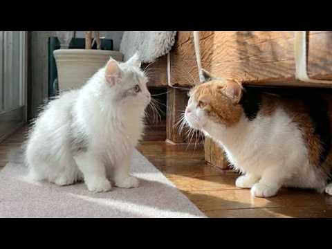 子猫とママ猫が初めて出会ったら、まさかのこうなった…！？ サムネイル