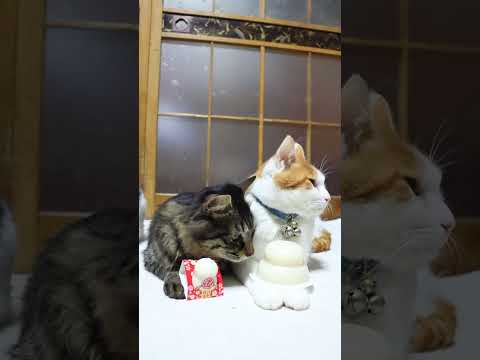 鏡餅　260101　のせ猫　鏡餅　 cat cute kitten　 猫のいる暮らし　 ねこ　 cutecat　 ki… サムネイル
