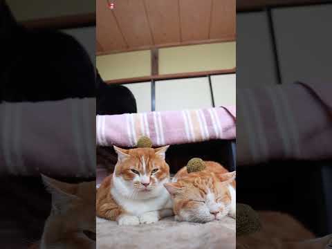 プラタナスの実　260108　のせ猫　プラタナス　 cat cute ねこ　 ネコ　 猫のいる暮らし　 猫　 cute… サムネイル