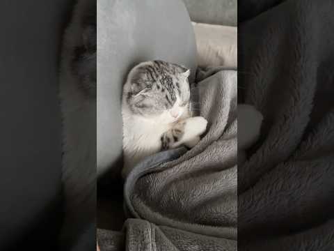 😽 cat 猫 サムネイル