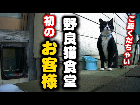 真冬の野良猫食堂に初のお客様がご来店です サムネイル