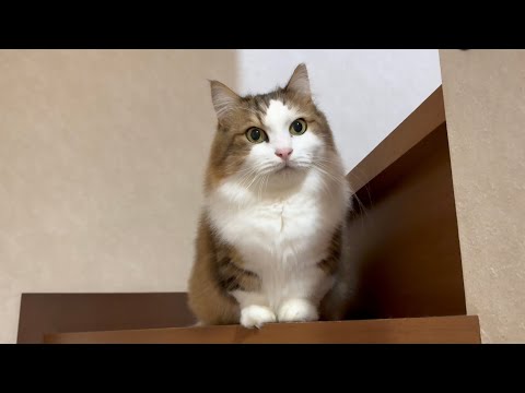 もしかしたら「上がろ」と言おうとしてる？猫 サムネイル