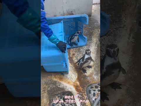 フンボル島から海獣公園へ、おかえり！① サムネイル