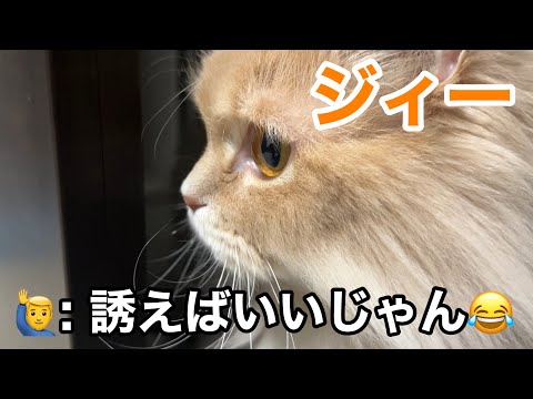 かまってほしくて、ずっと後ろをついて行く猫 サムネイル
