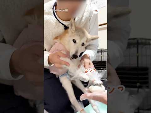 餅つきに参加する17歳の柴犬｜PECO サムネイル