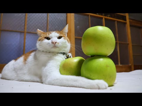陸奥りんご　のせ猫　251230 サムネイル